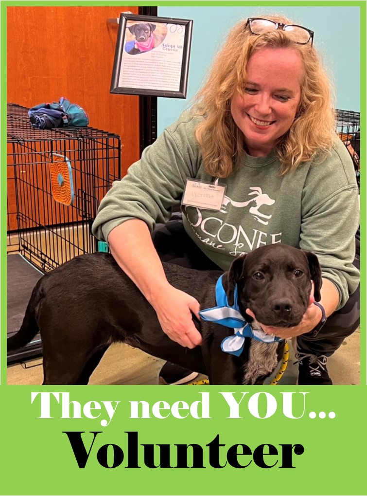 Volunteer at Oconee Humane Society