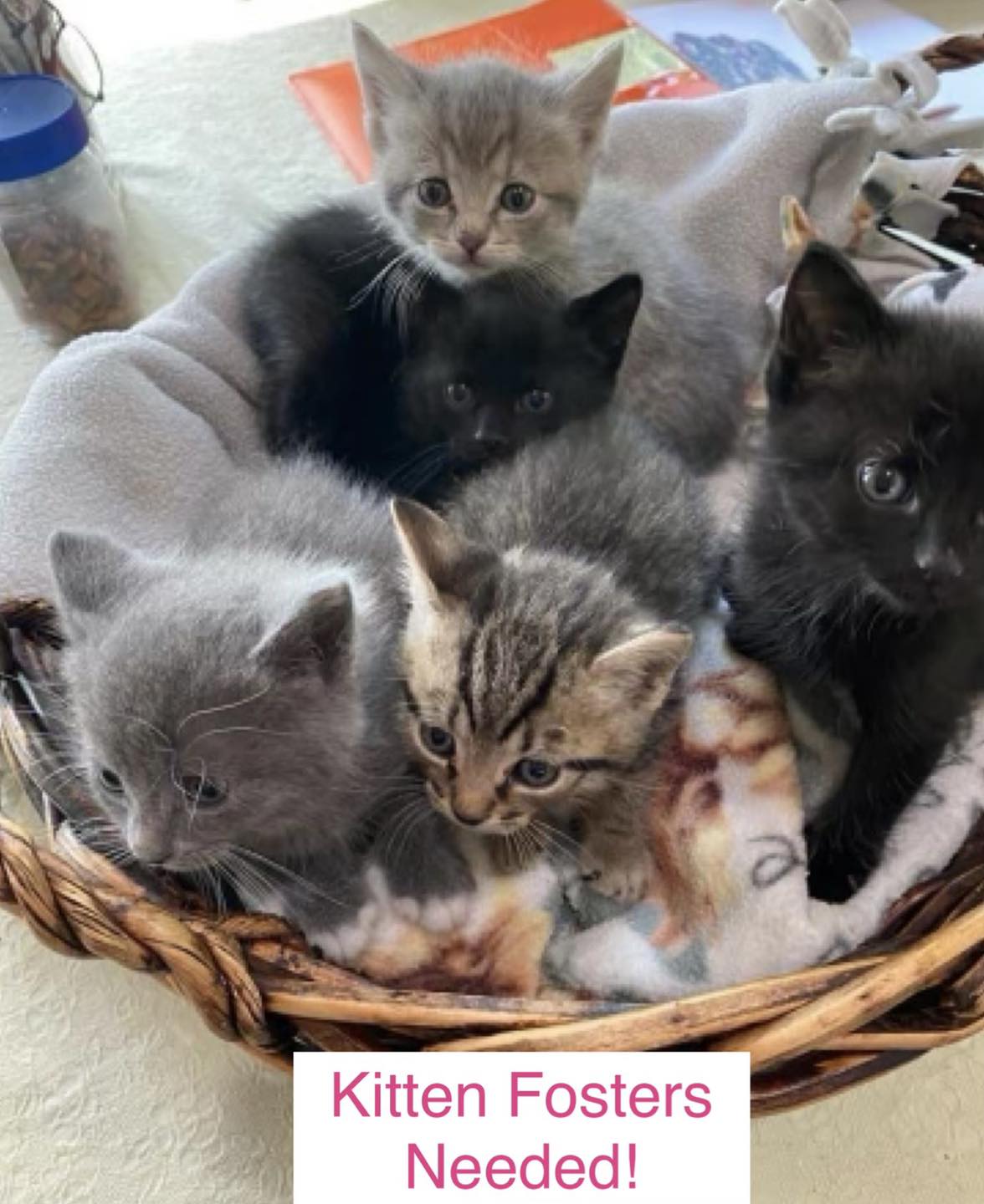 Foster 2 Foster with Oconee Humane Society