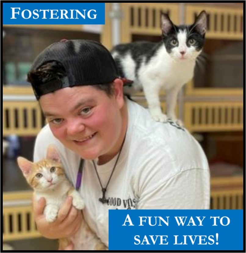 Fostering a pet for OHS helps save lives