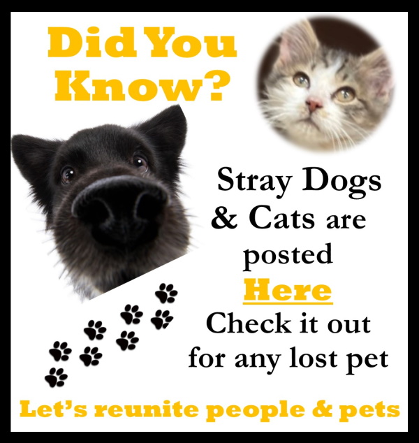 Stray Dogs & Cats are Posted HERE!