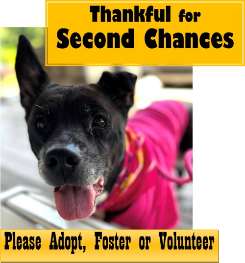 Thankful for Second Chances, Please Adopt, Foster or Volunteer