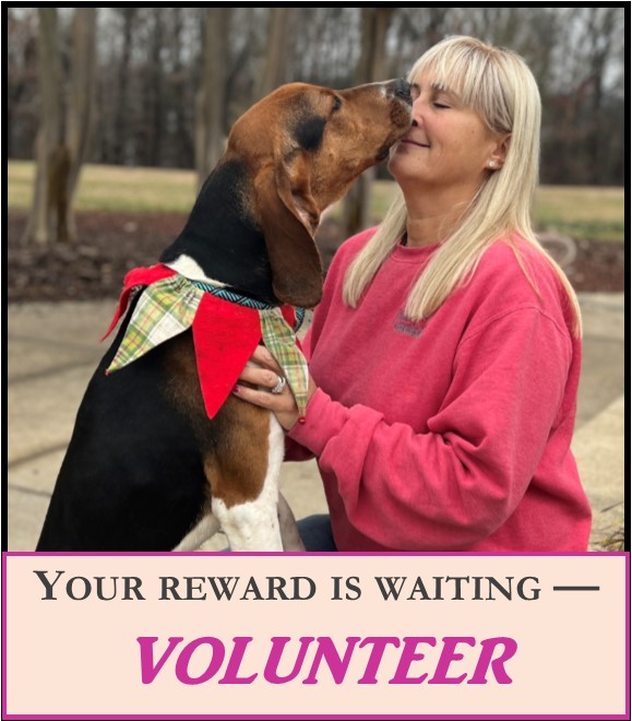 Volunteer at OHS