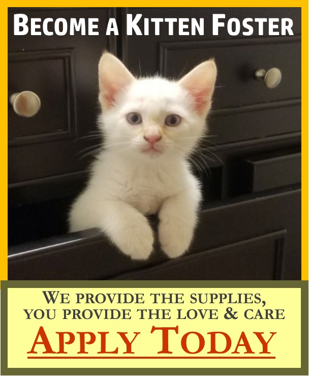 Become a Kitten Foster Parent now!